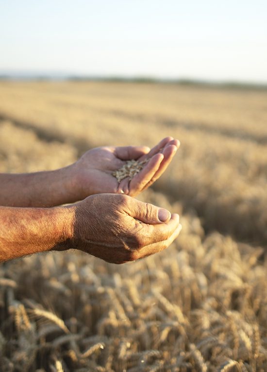 agrisoil agrisoil