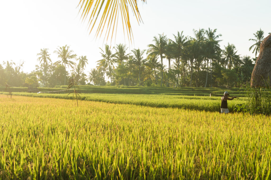 Balinese traditional culture - rice field in Ubud